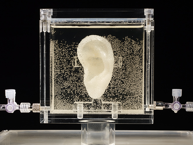 Diemut Strebe van gogh ear
