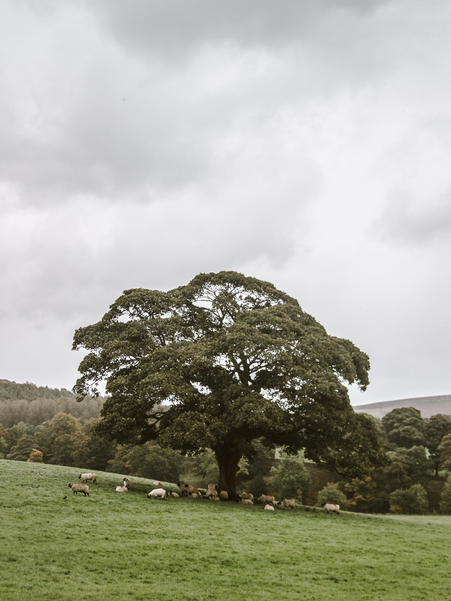 bolton abbey sheep under tree